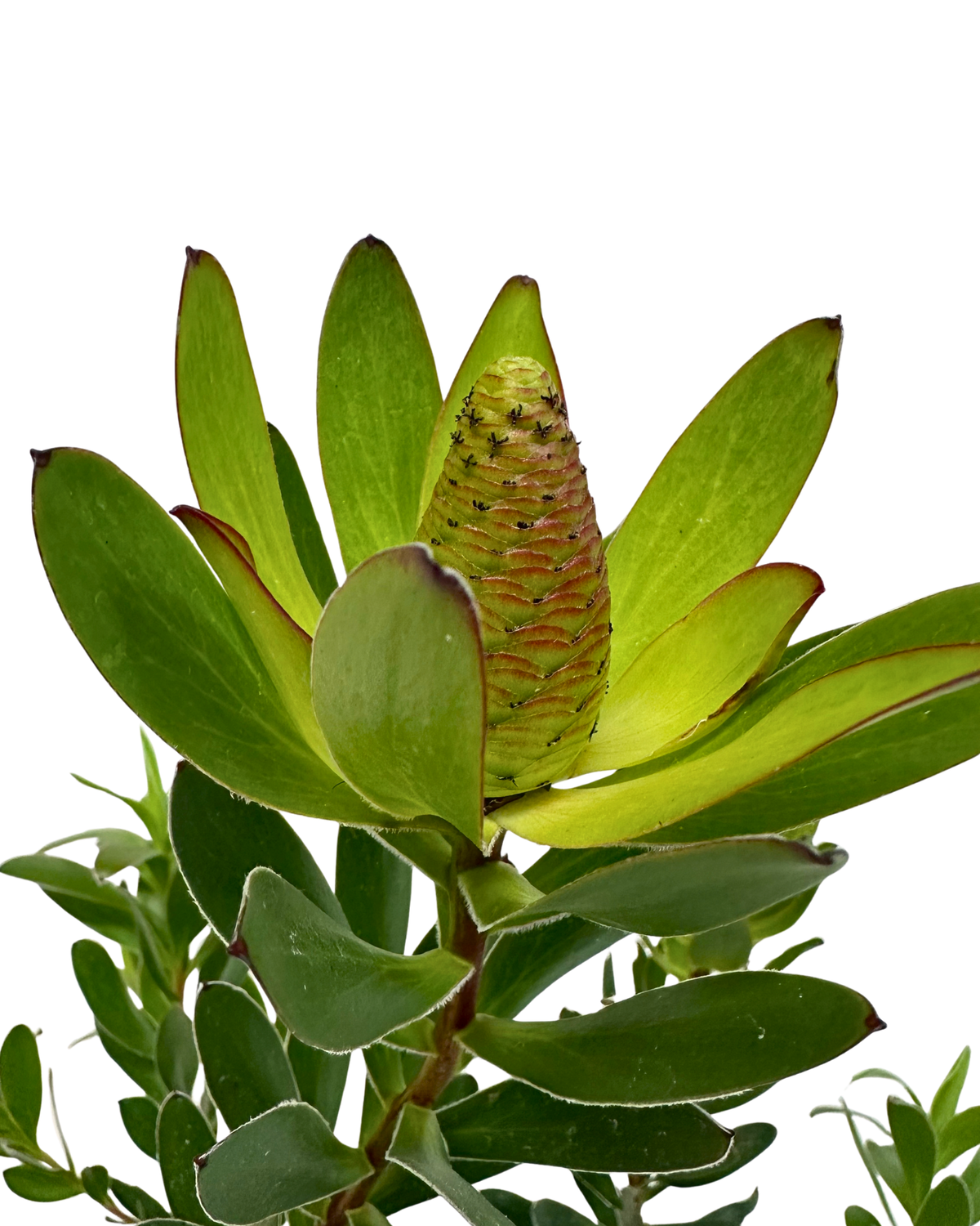 Leucadendron Gold Strike