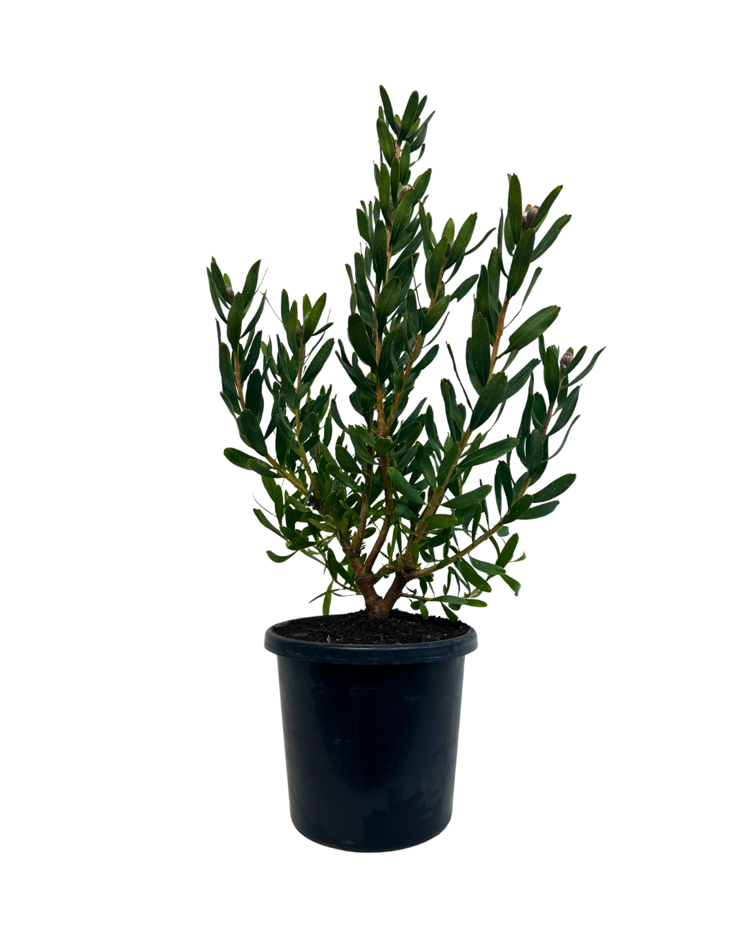 Leucospermum Carnival Orange