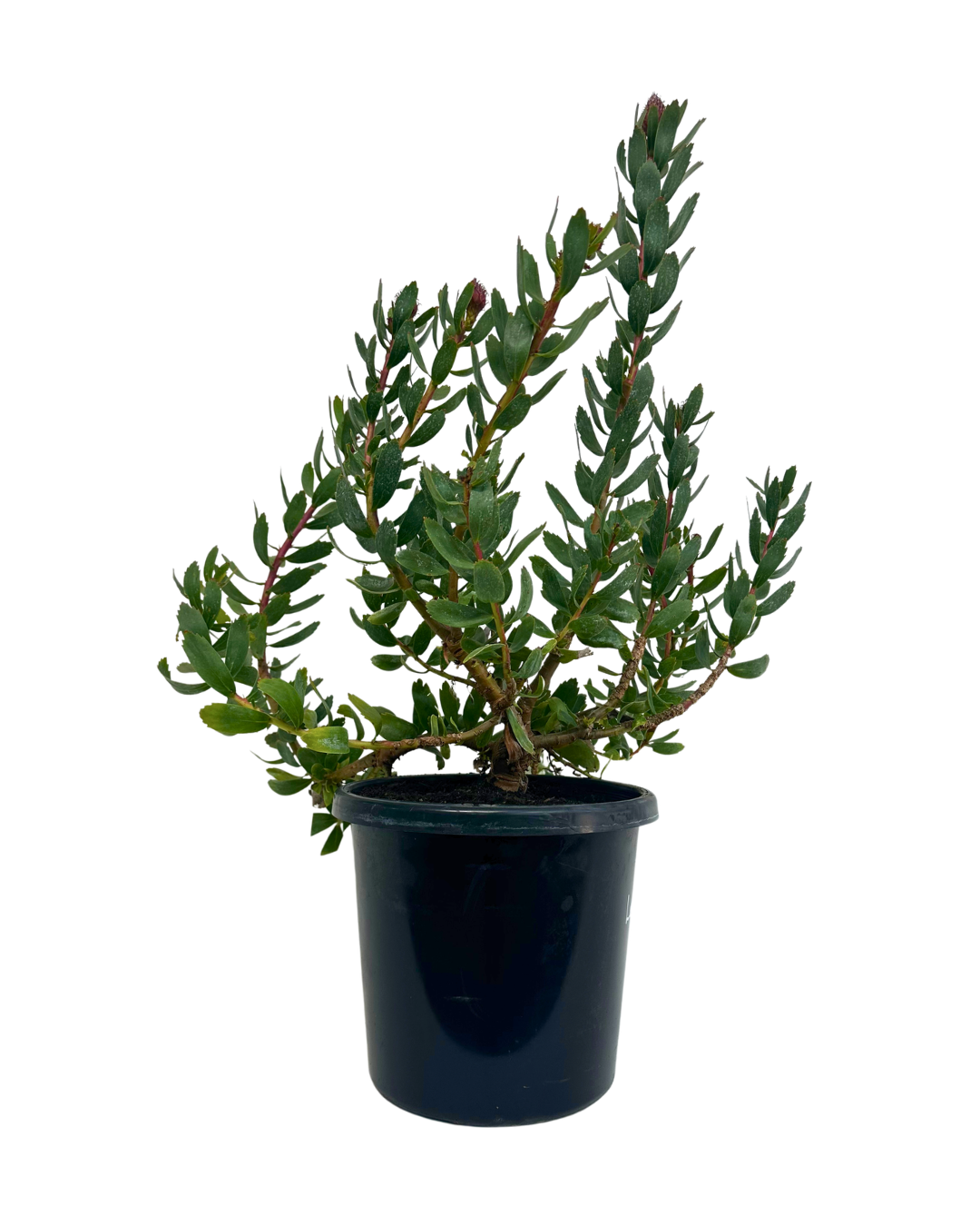Leucospermum Carnival Red