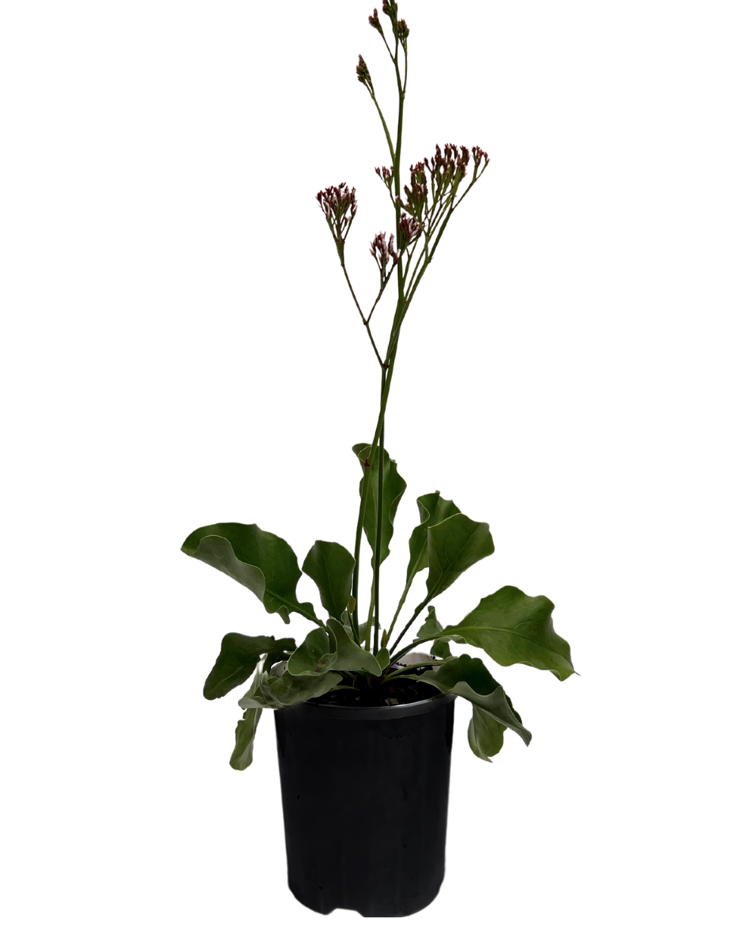 Limonium White Star