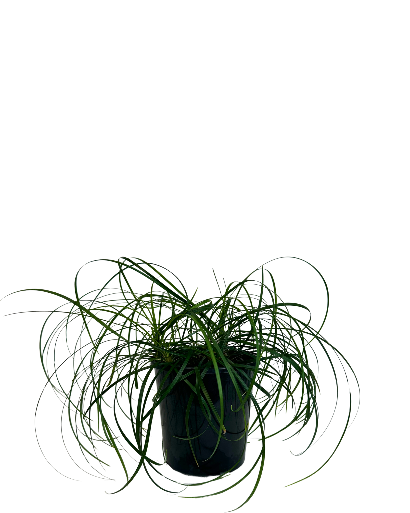 Liriope Emerald Cascade