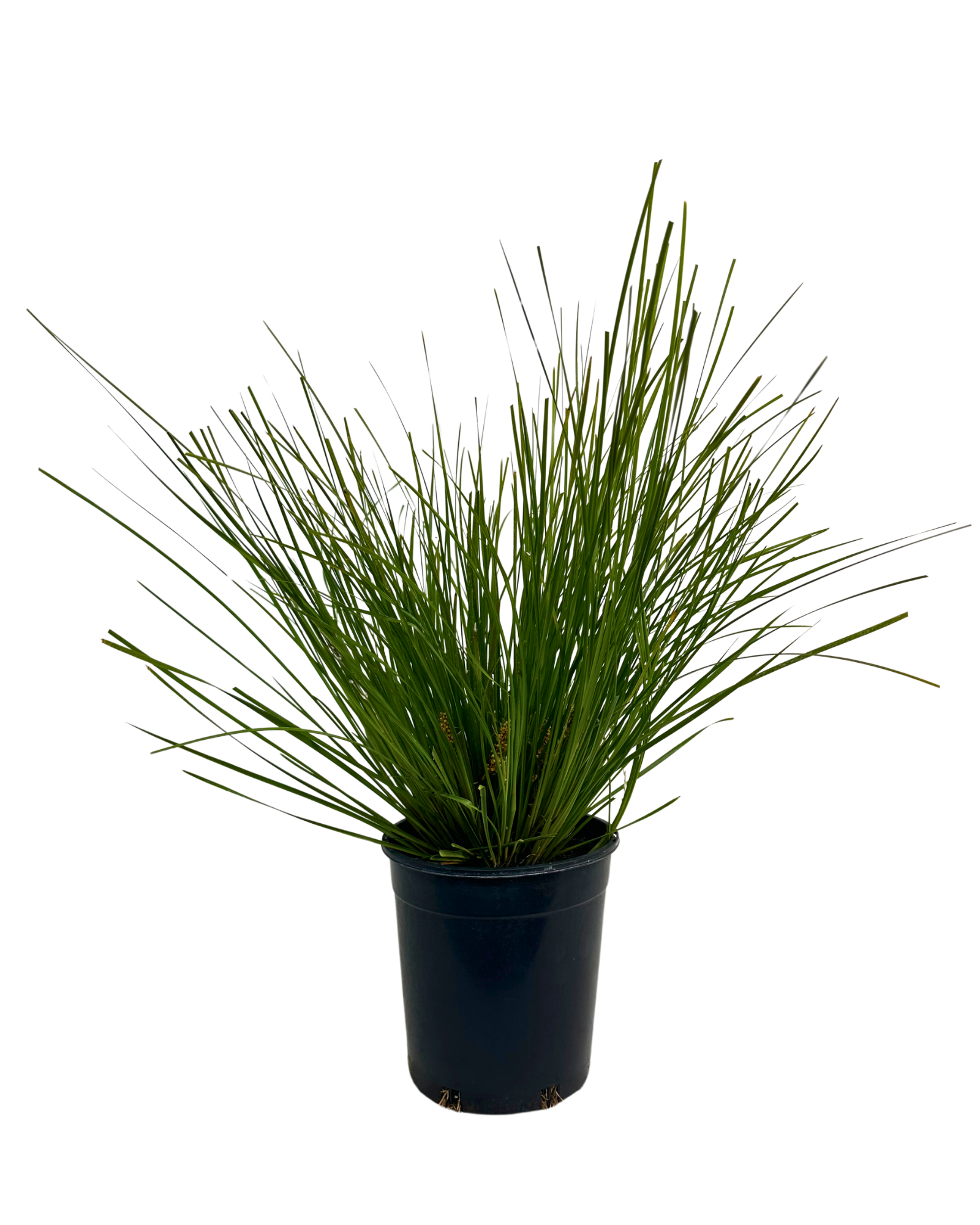 Lomandra Tanika