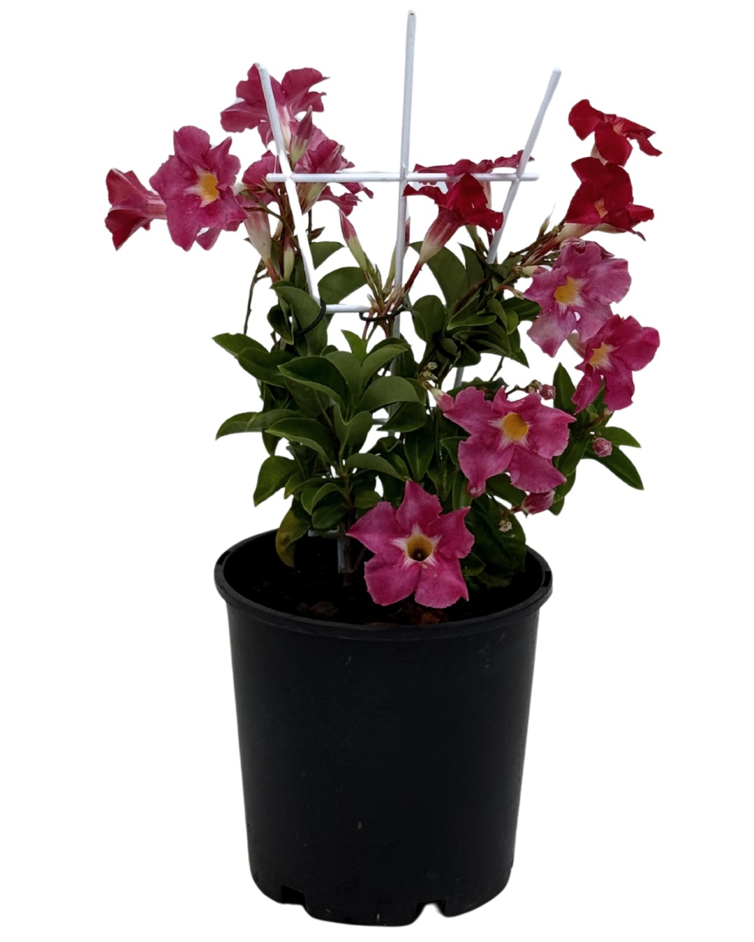 Mandevilla Pink Star