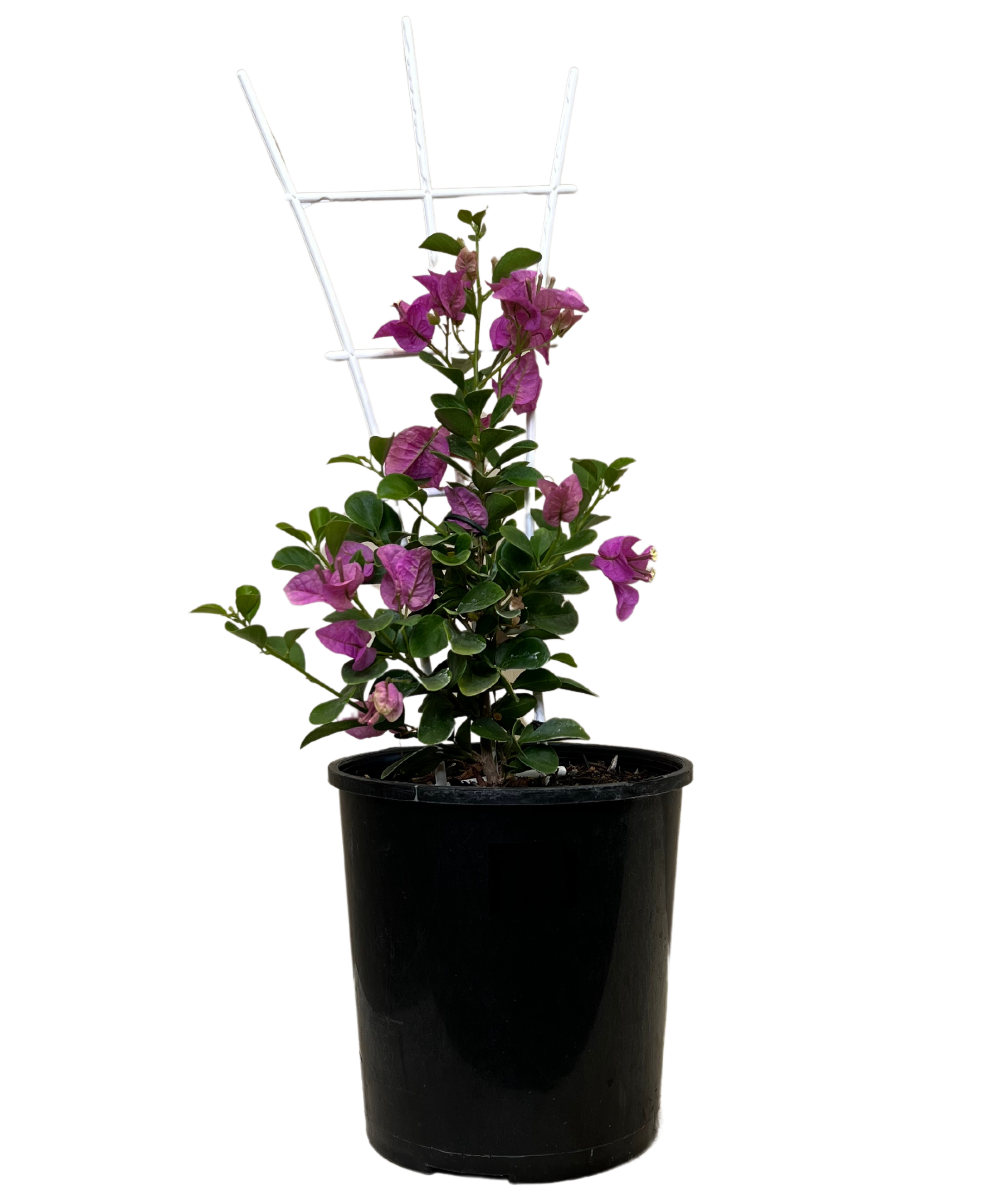 Bougainvillea Babybino Mimipur