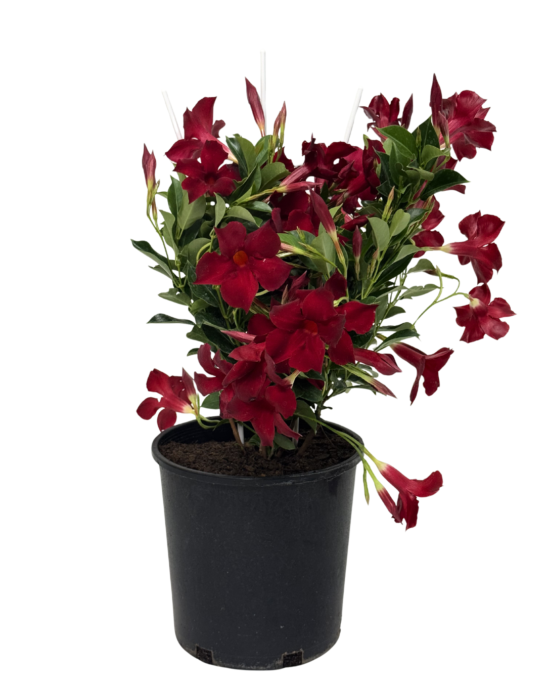 Mandevilla Aloha Forever Red