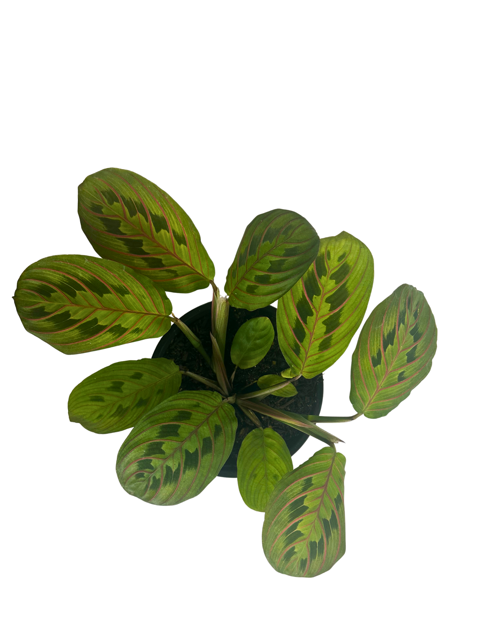 Maranta Fascinator