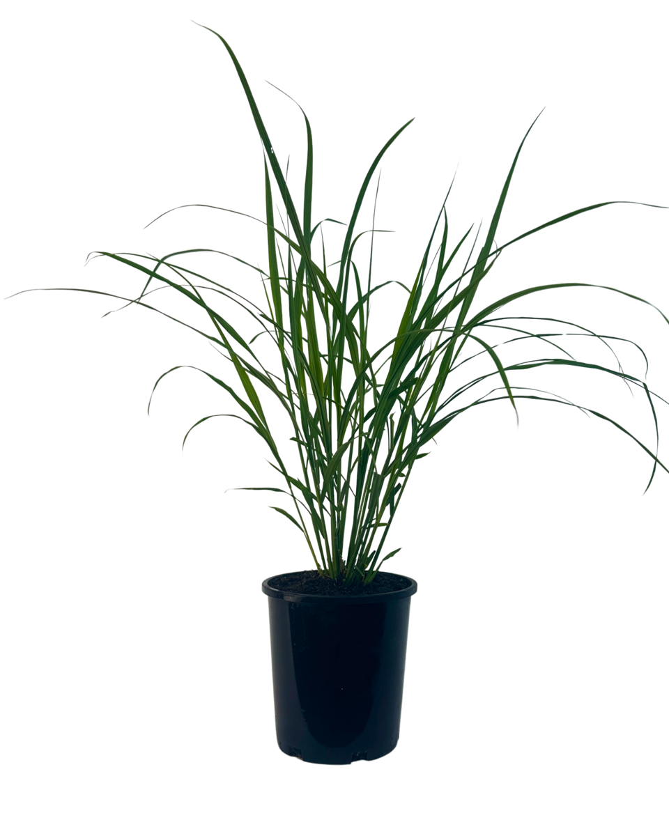 Miscanthus Sinensis
