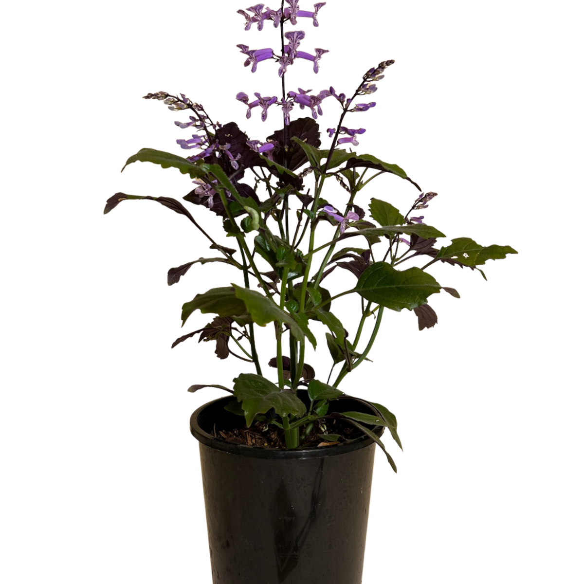 mona lisa lavender plant Mona Lavender | Garden Shrub Perth