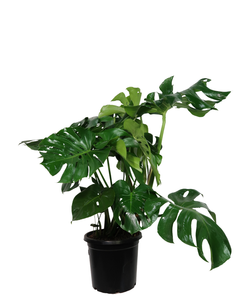 Monstera Deliciosa | Indoor Plant Perth | Waldecks