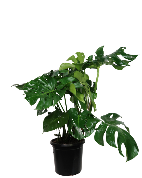 monstera deliciosa gigante Monstera Deliciosa | Indoor Plant Perth