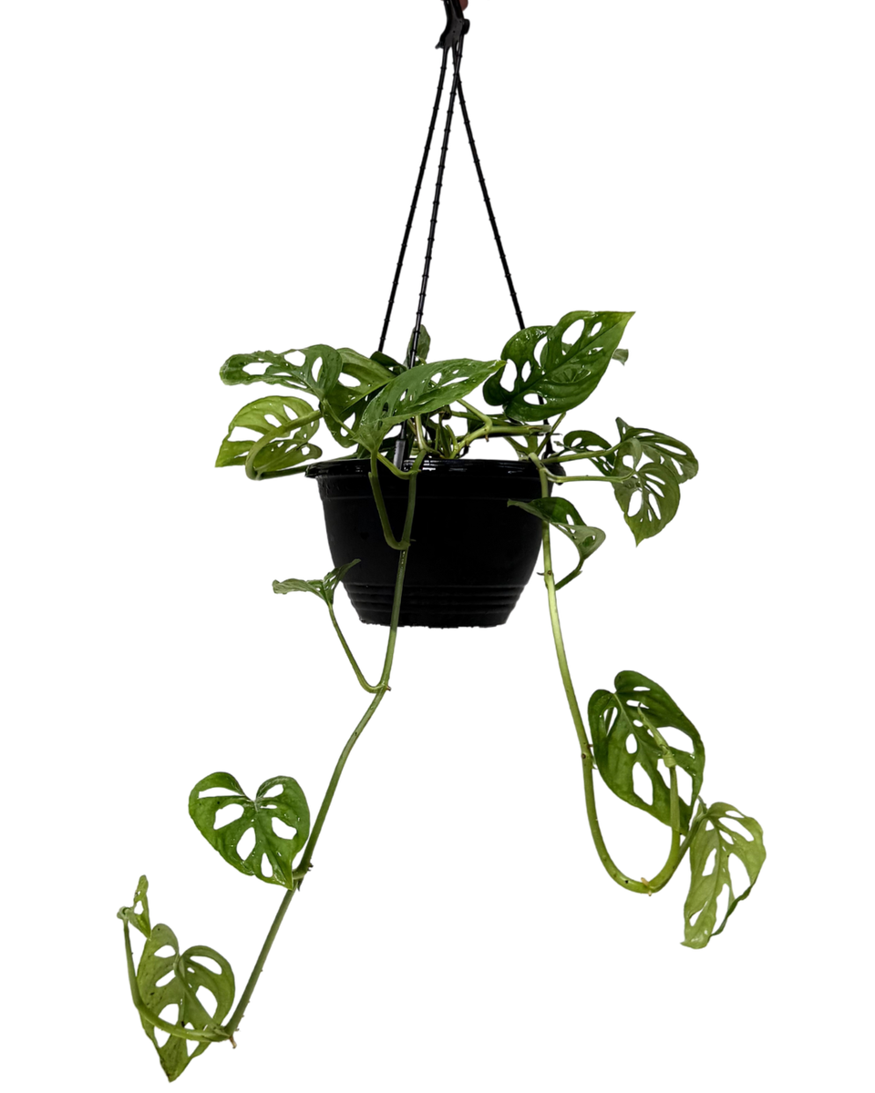 Monstera Adansonii - Hanging Basket | Indoor Plant Perth