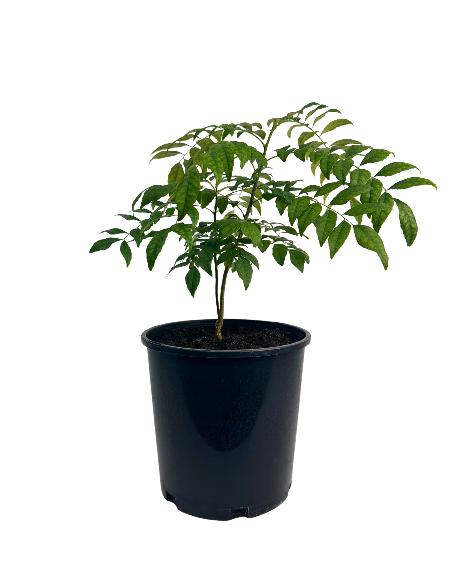 Murraya Koenigii