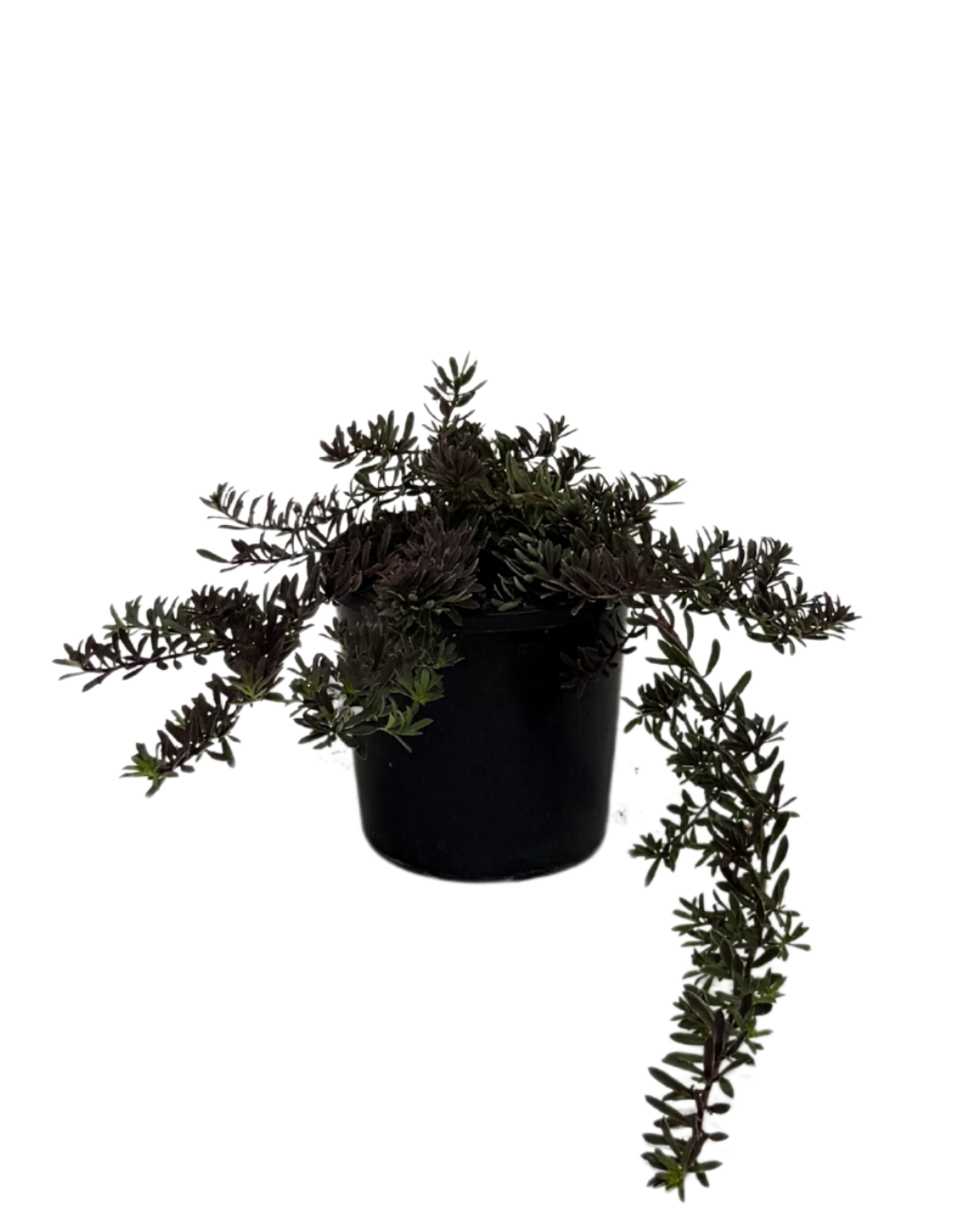 Myoporum Purpurea