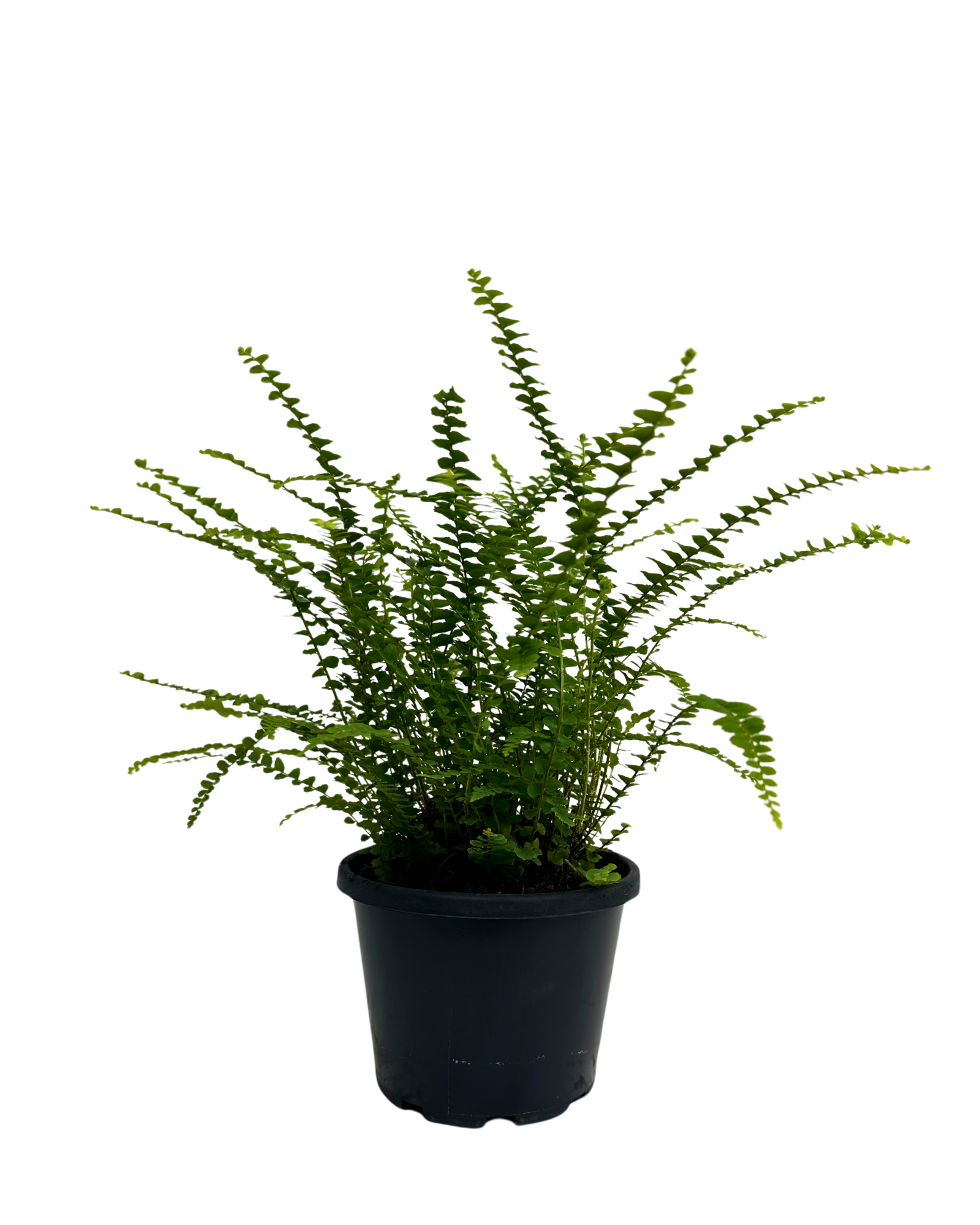 Nephrolepis Duffii