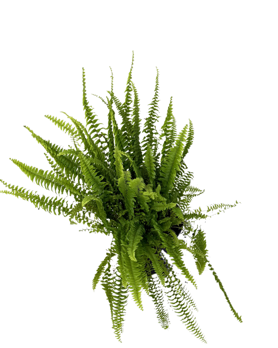 Nephrolepis Boston Fern
