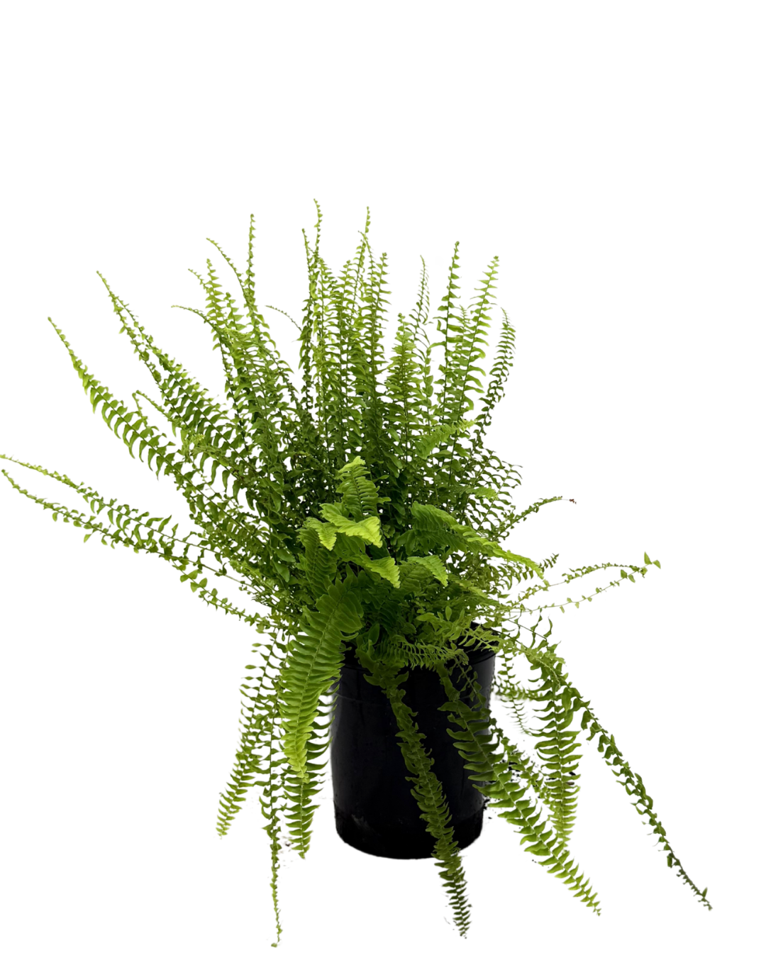 Nephrolepis Boston Fern