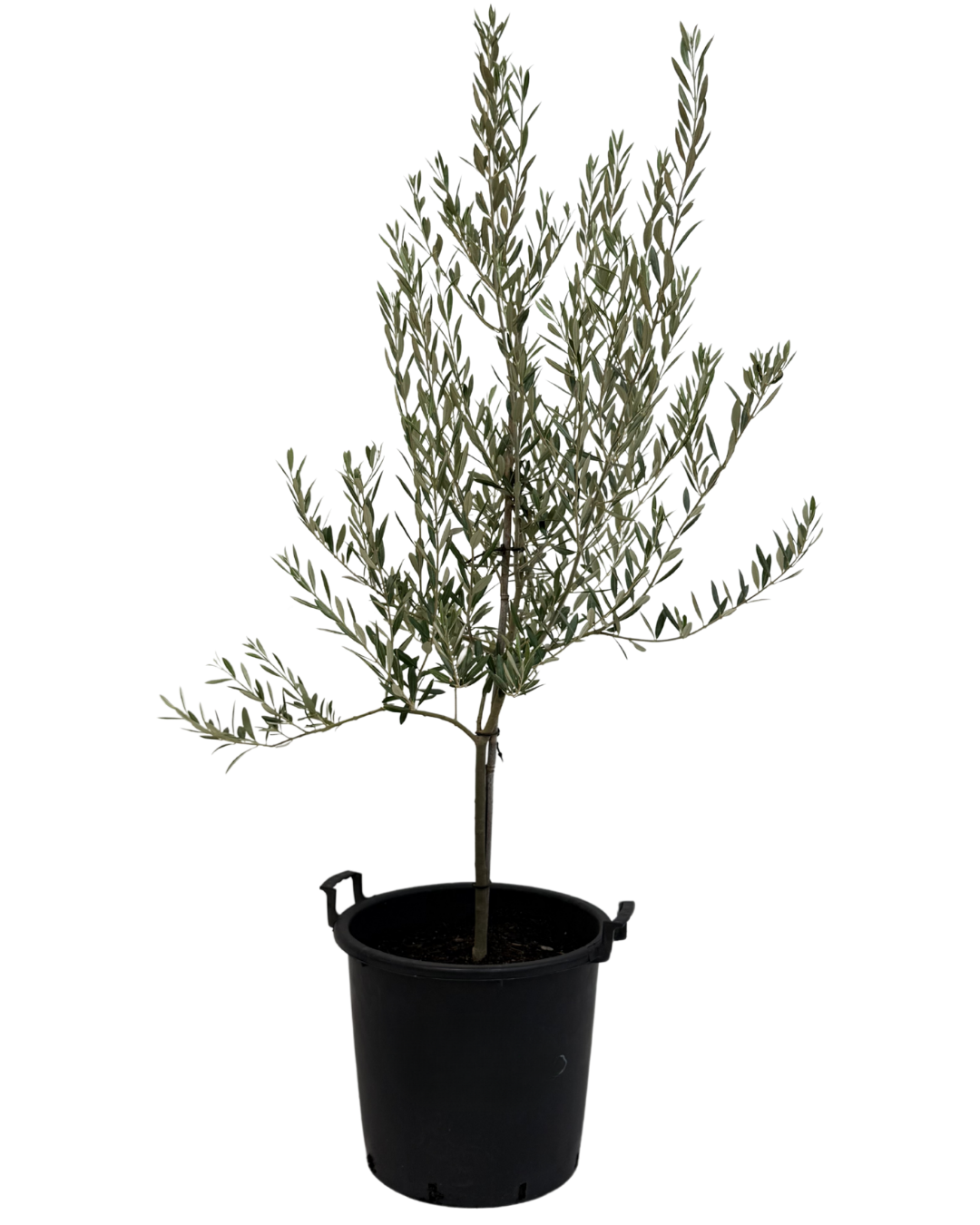 Olive - Olea Manzanillo