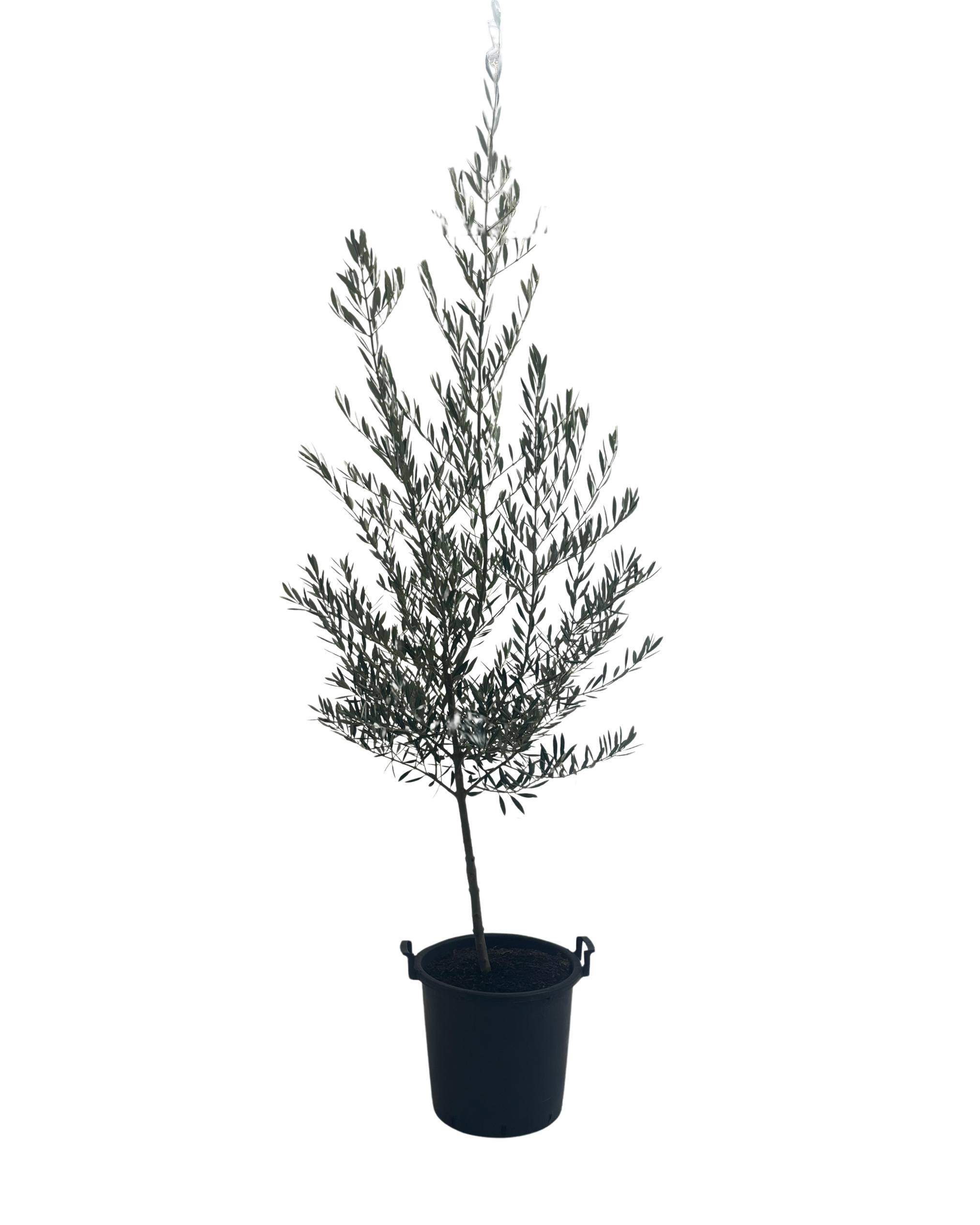 Olive - Olea Picual