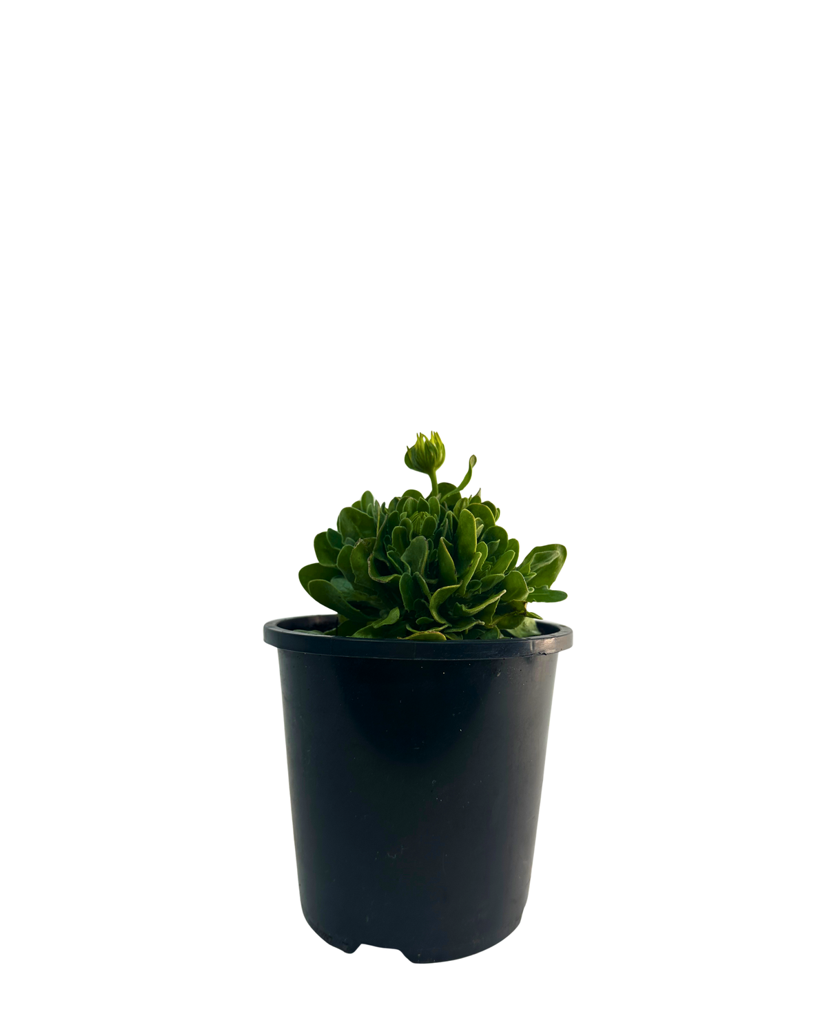Osteospermum Akila Mix