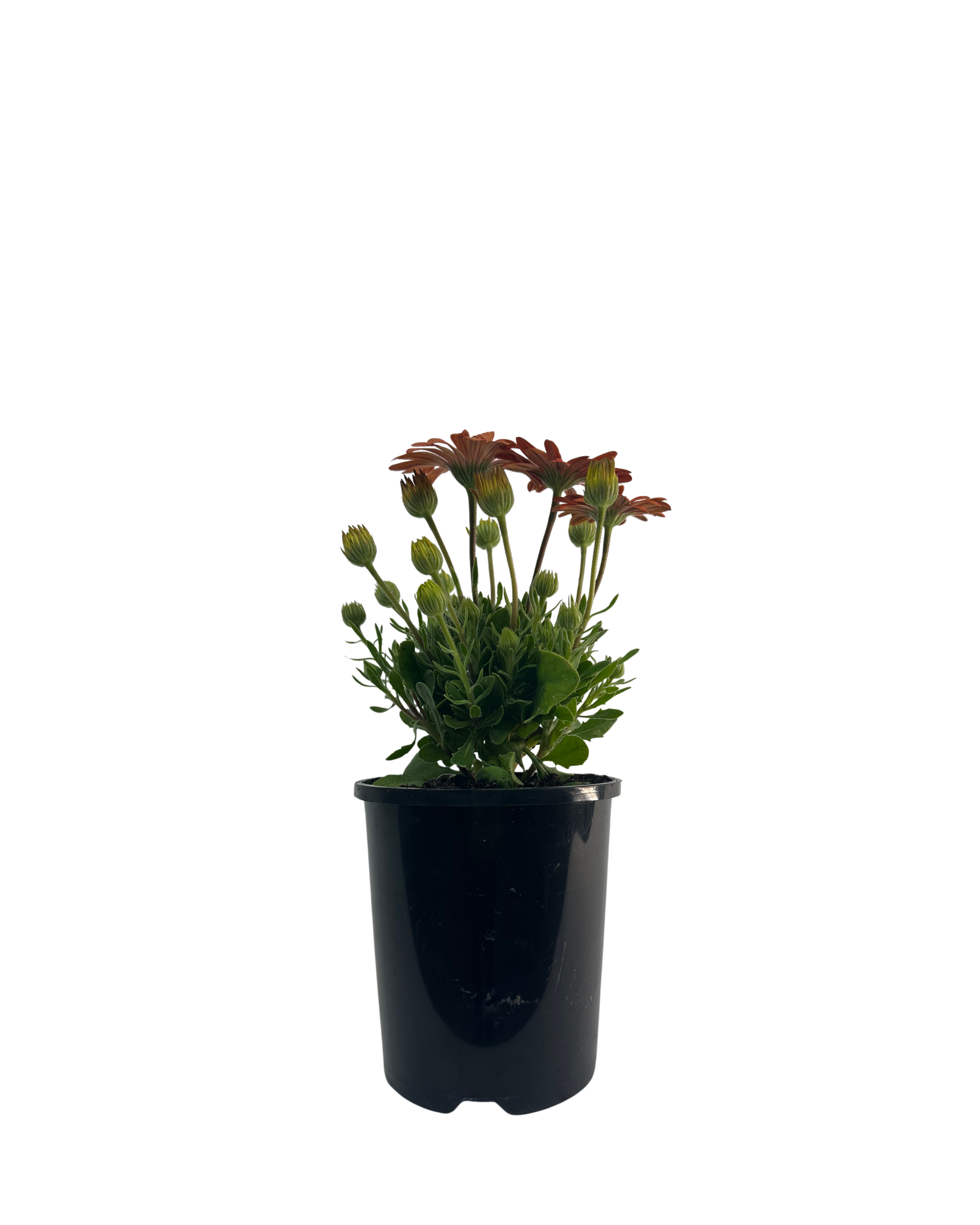 Arican Daisy - Osteospermum Serenity Coral Magic