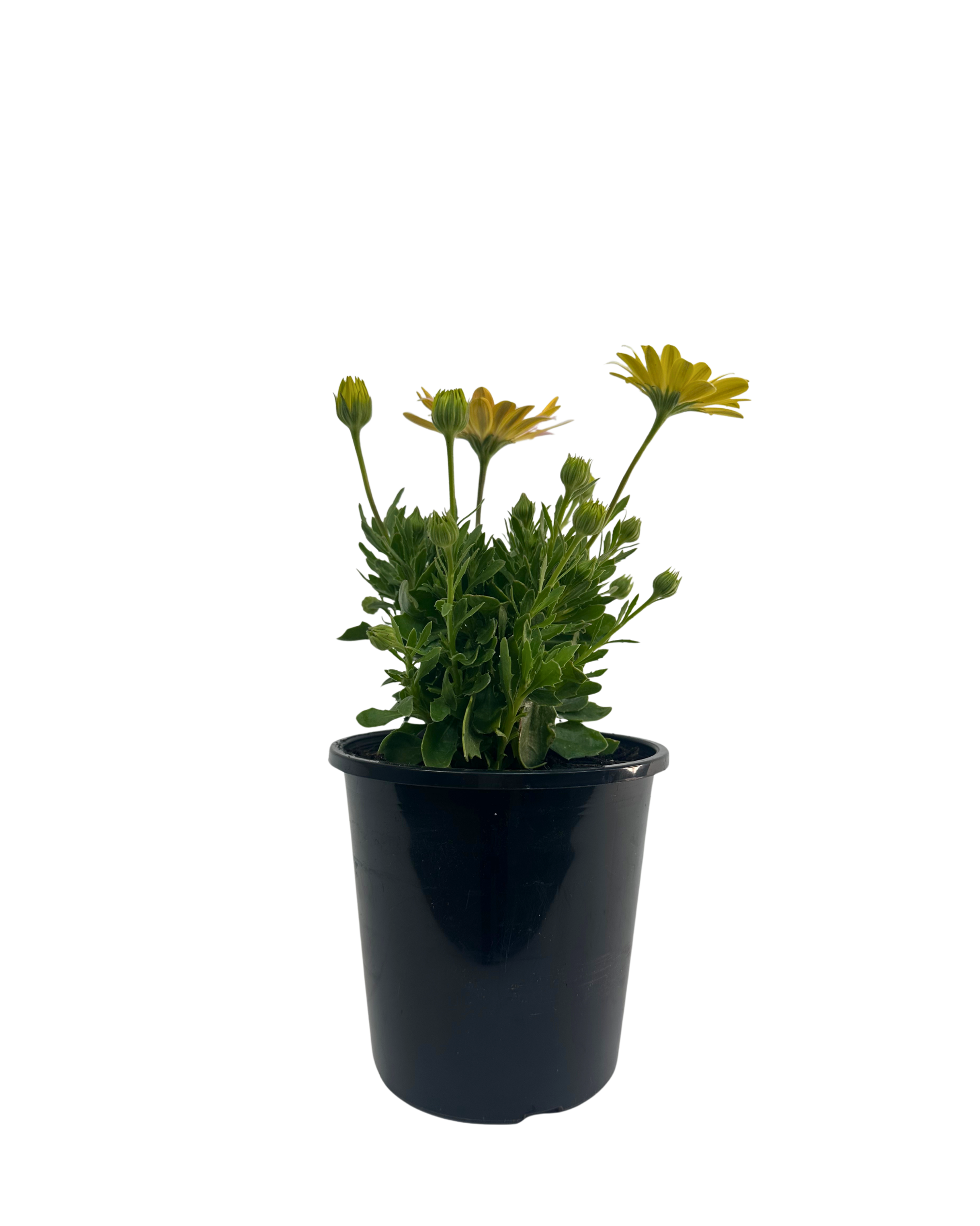 Osteospermum Serenity Spring Day