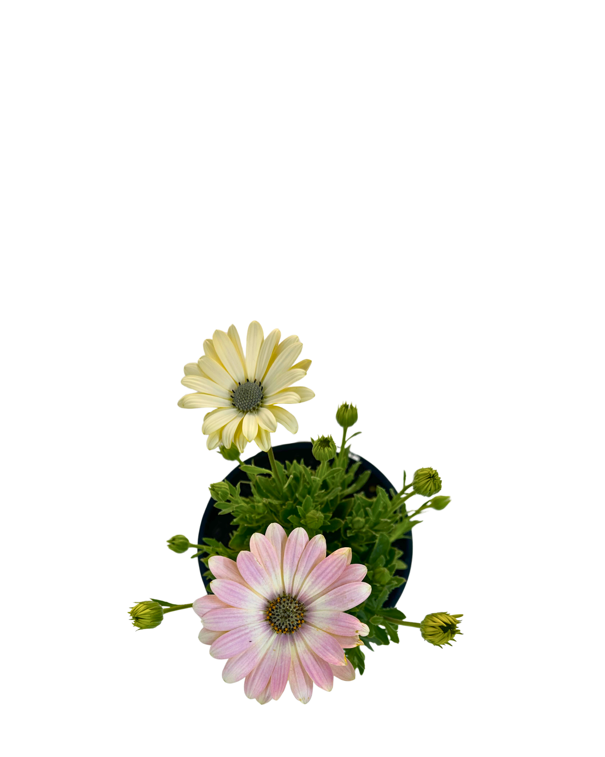 Osteospermum Serenity Spring Day