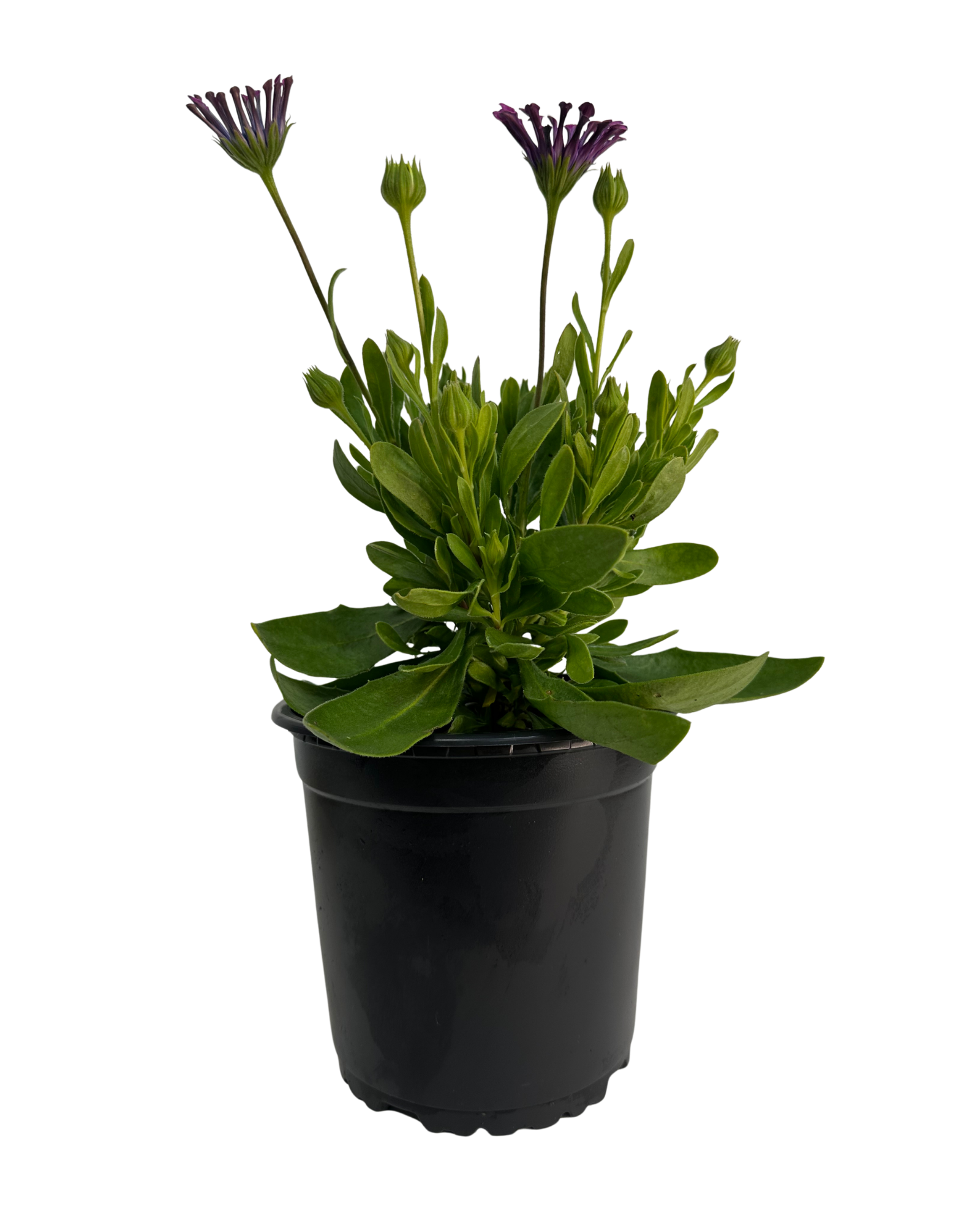 African Daisy - Osteospermum Spider Pink