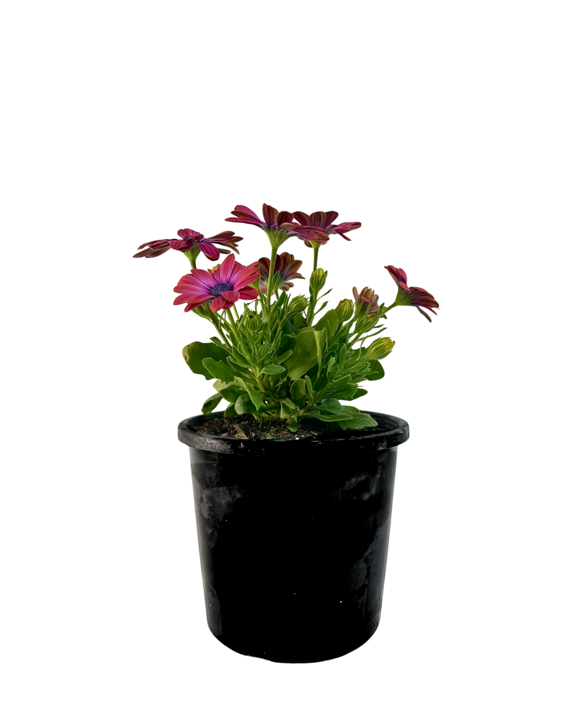 Osteospermum Popeyes Neon Magenta