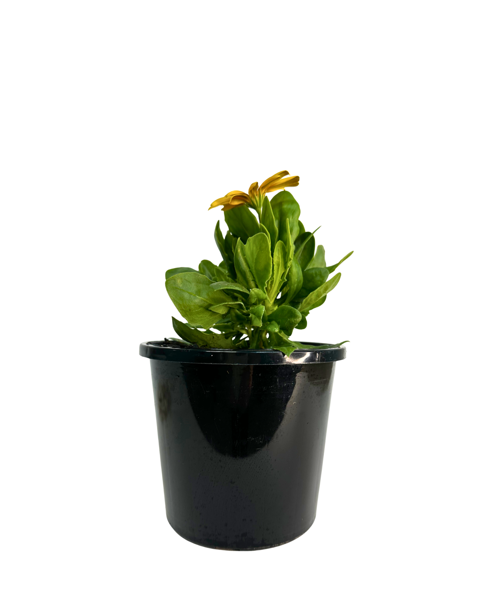 Osteospermum Popeyes Sunrise