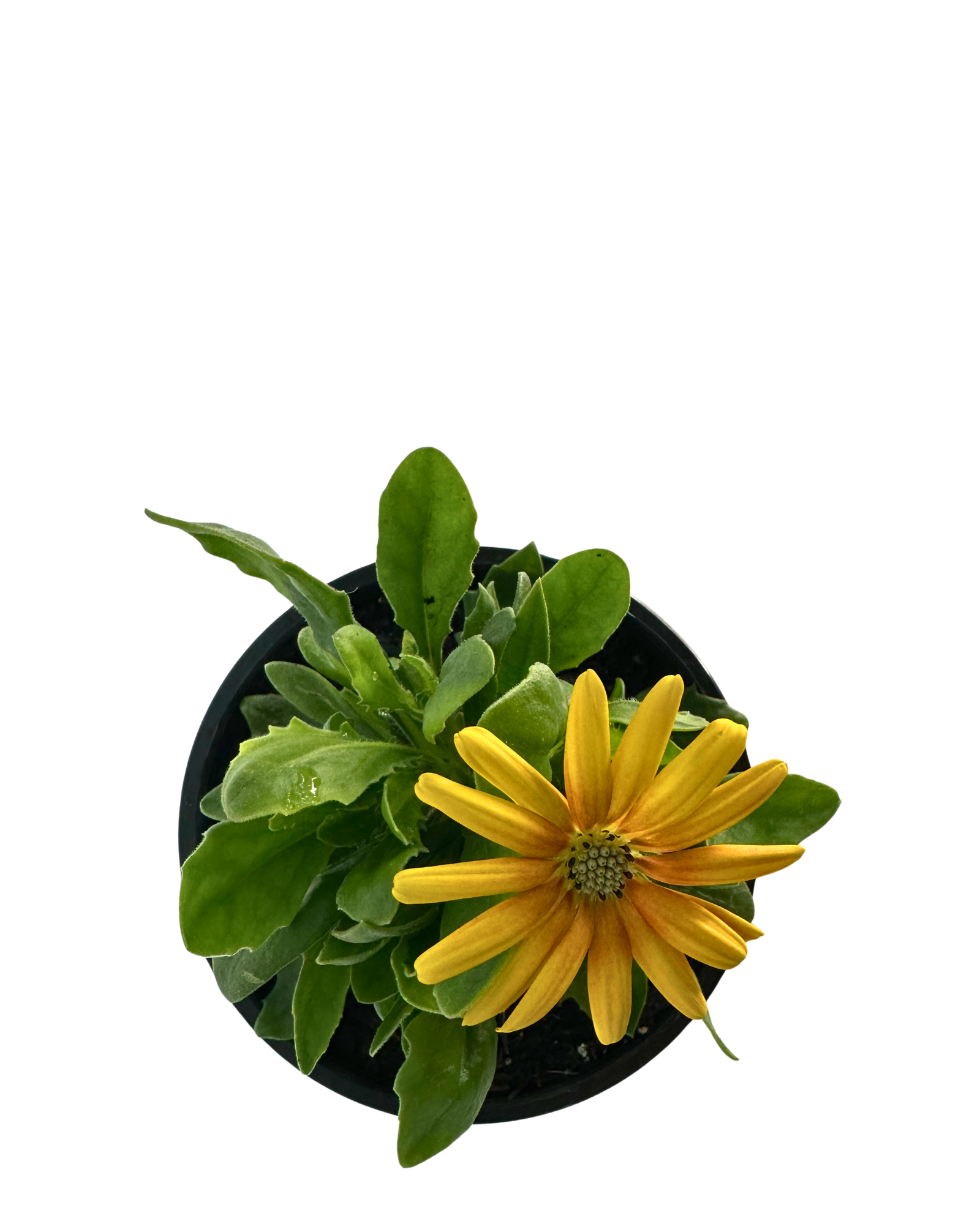 Osteospermum Popeyes Sunrise