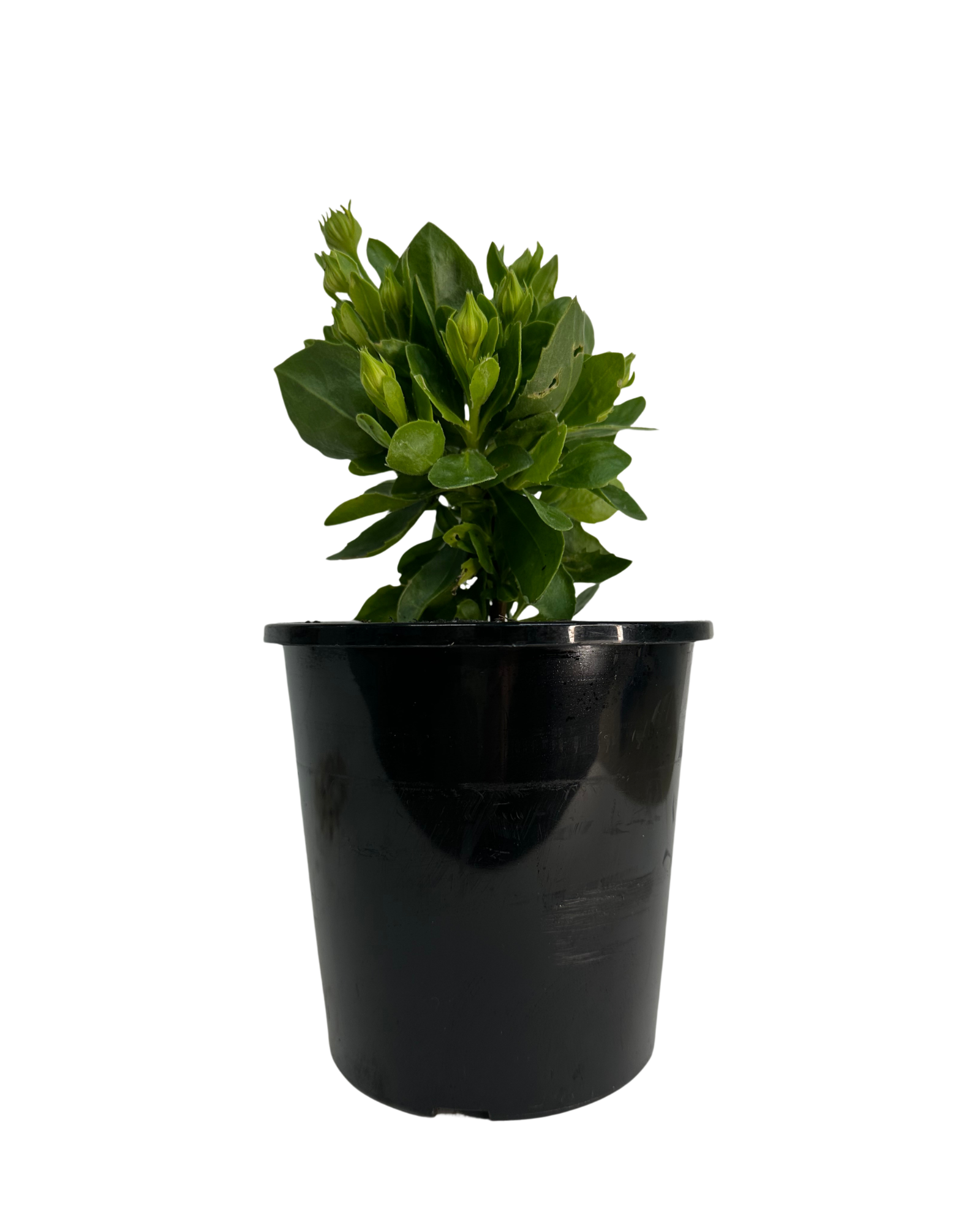 African Daisy - Osteospermum Rose Surprise