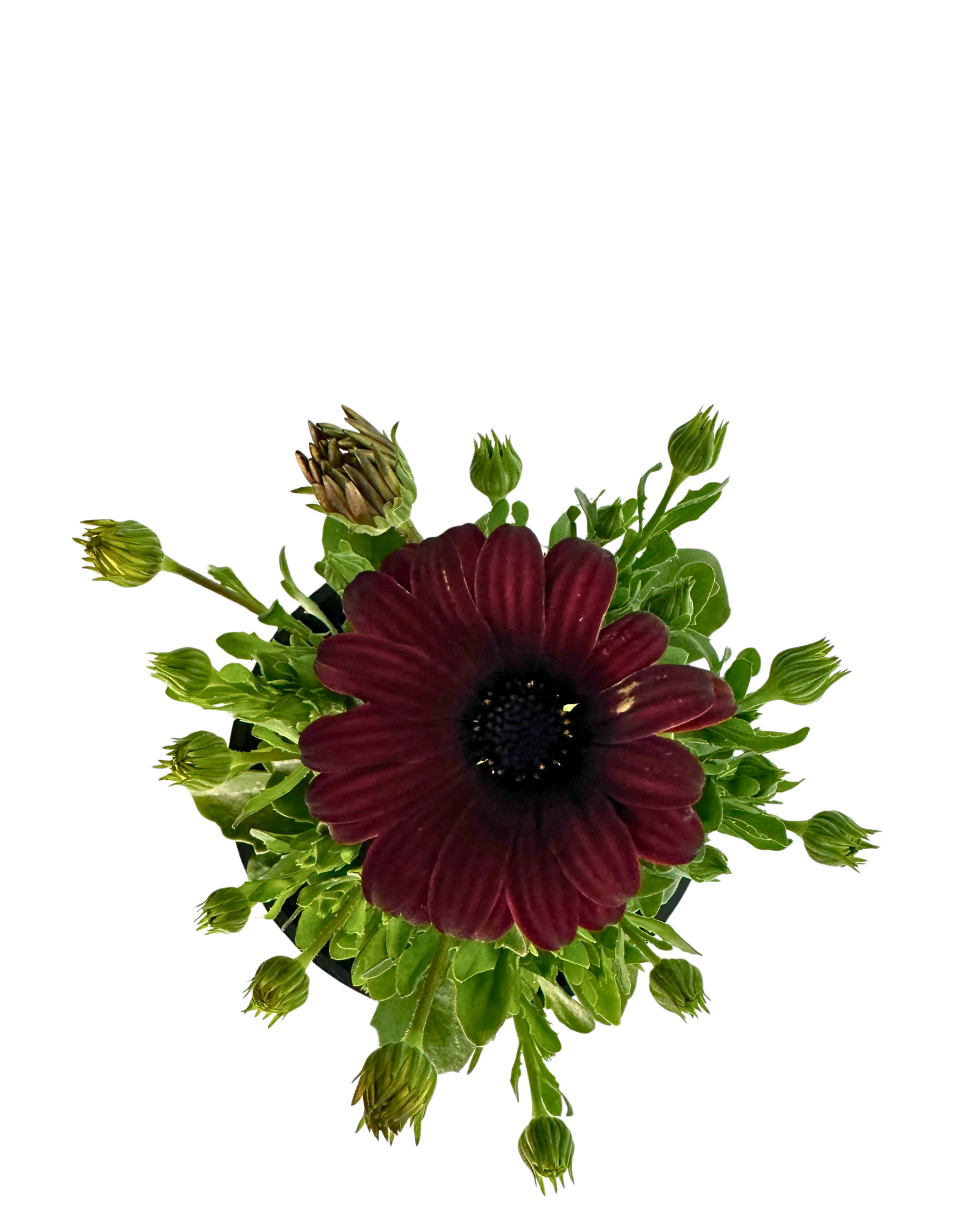 African Daisy - Osteospermum Serenity Red