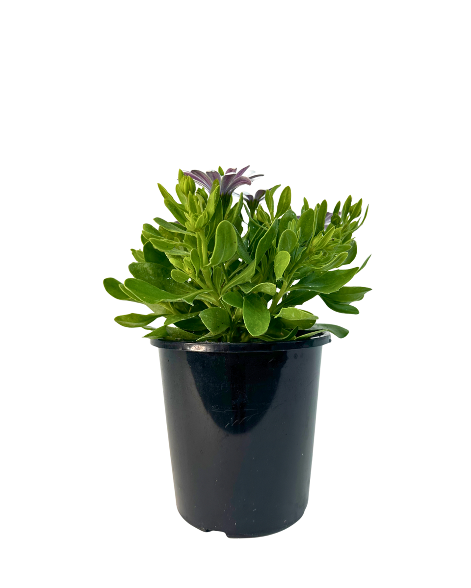 Osteospermum Serenity White