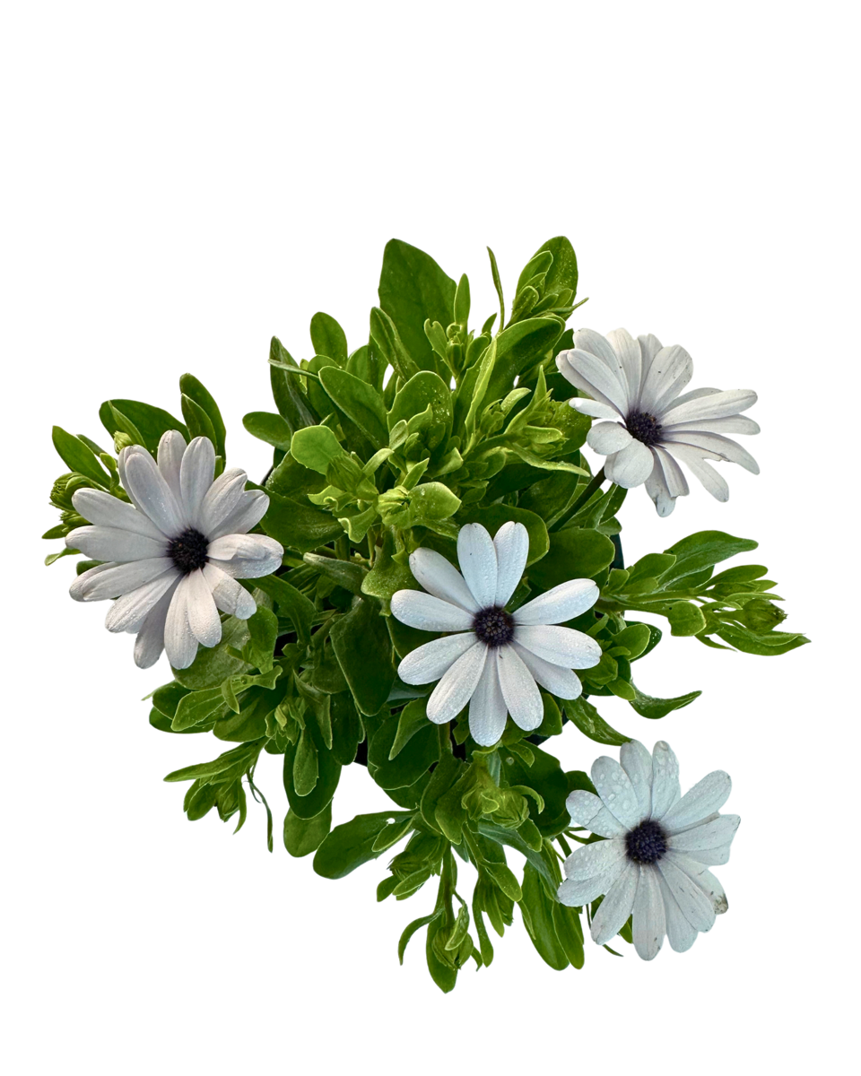 Osteospermum Serenity White