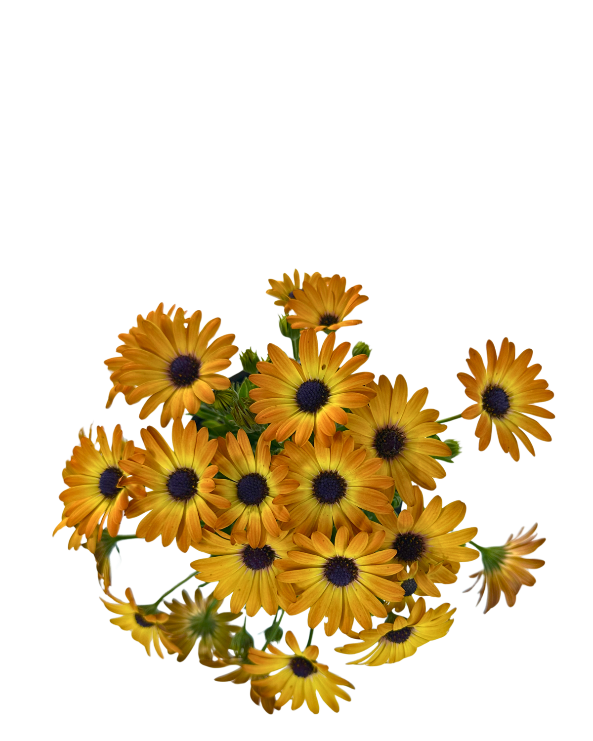 Osteospermum Sunshine Beauty