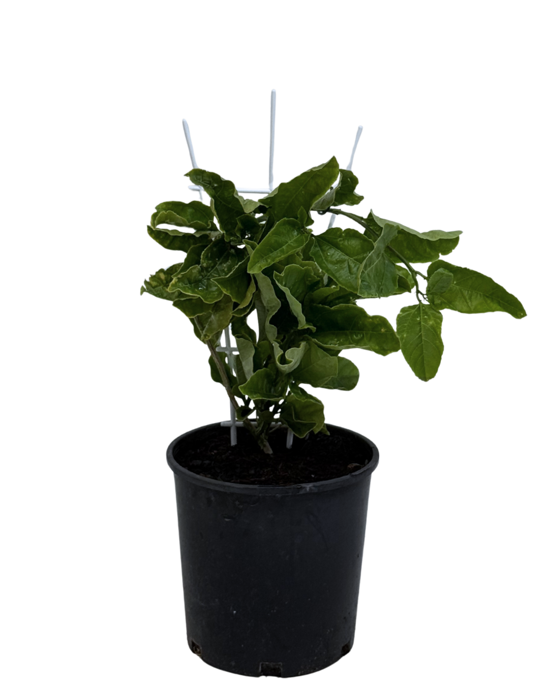 Passionfruit Panama Gold