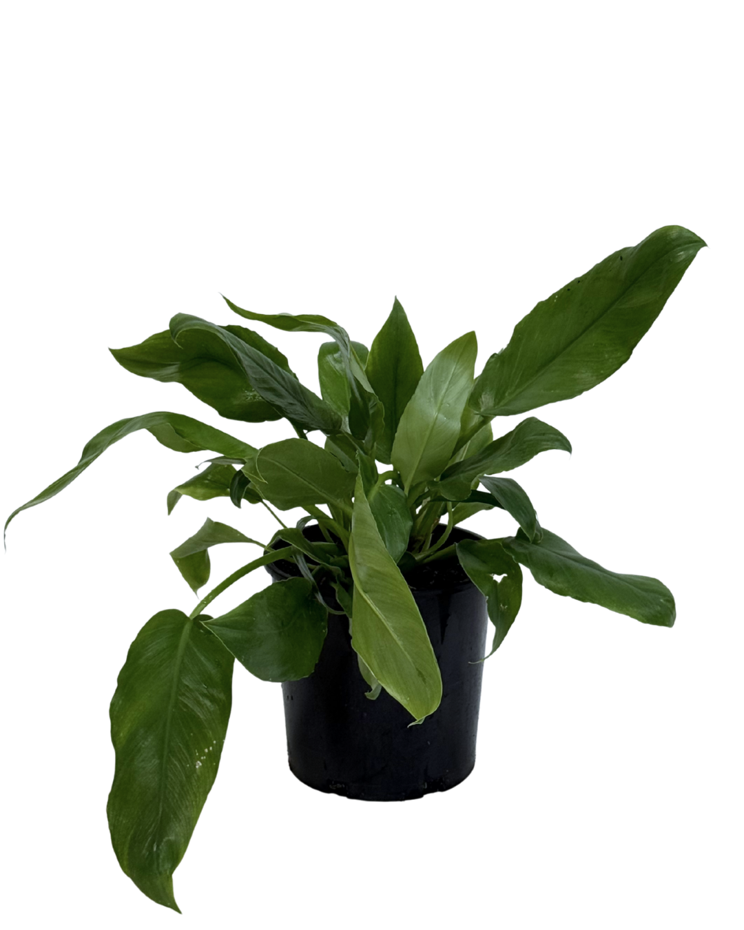 Philodendron Peggasus