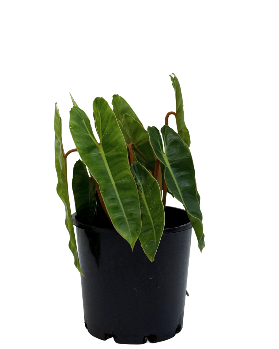 Philodendron Paraiso Verde