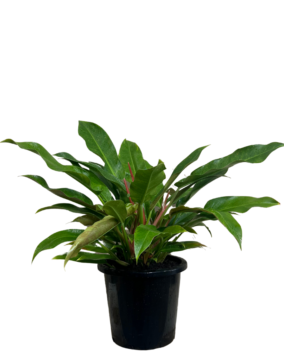 philodendron little phil Philodendron Little Phil | Indoor Plant Perth
