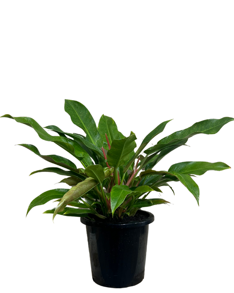 little phil philodendron care Philodendron Little Phil | Indoor Plant Perth