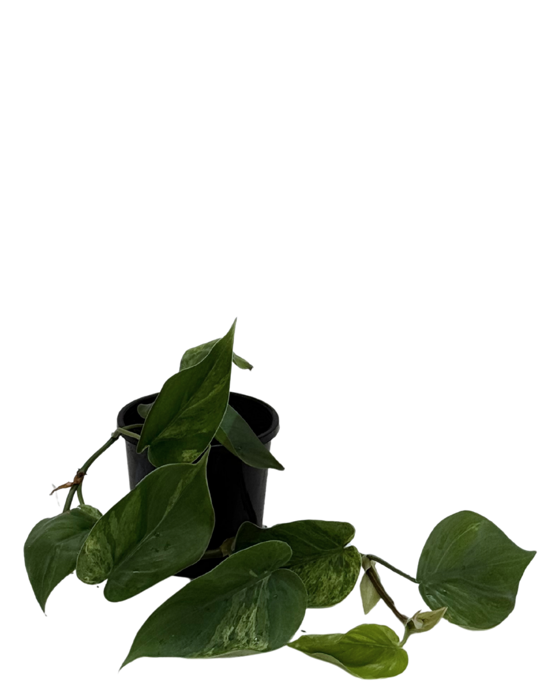 Philodendron Cordatum Variegated