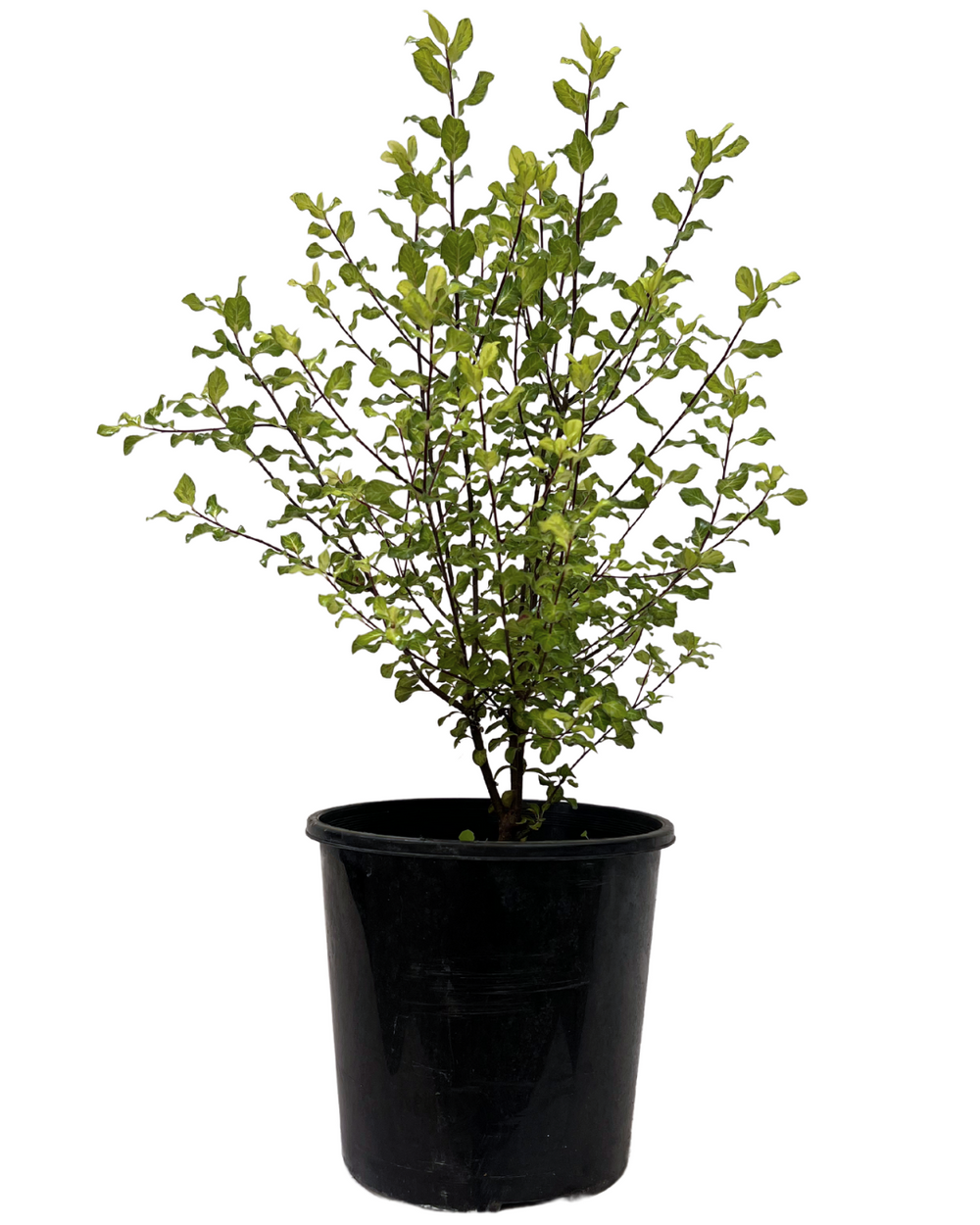 Pittosporum Gold Screenmaster | Garden Shrub Perth | Waldecks