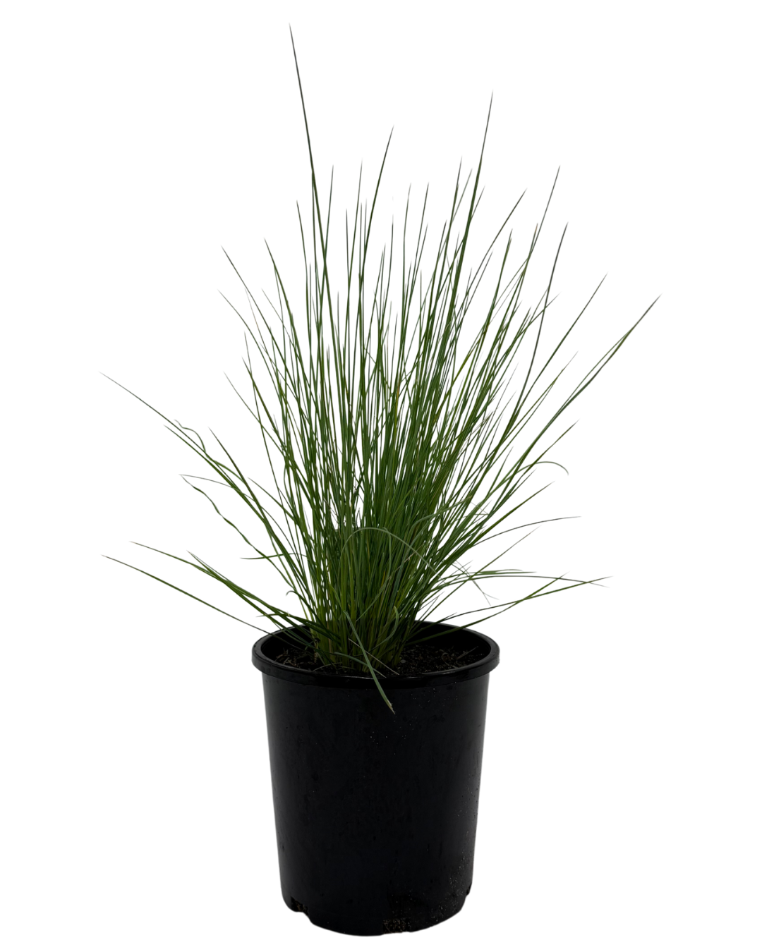 Poa Eskdale Blue