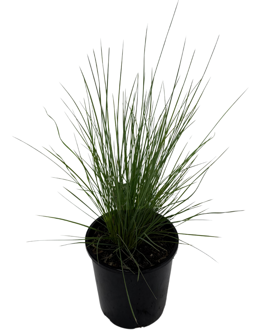 Poa Eskdale Blue