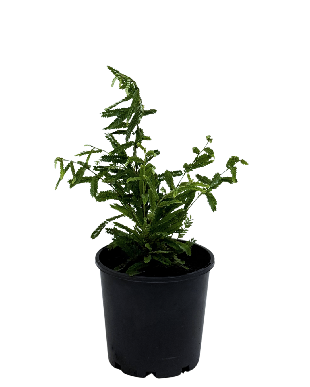 Phyllanthus Lamprophyllus