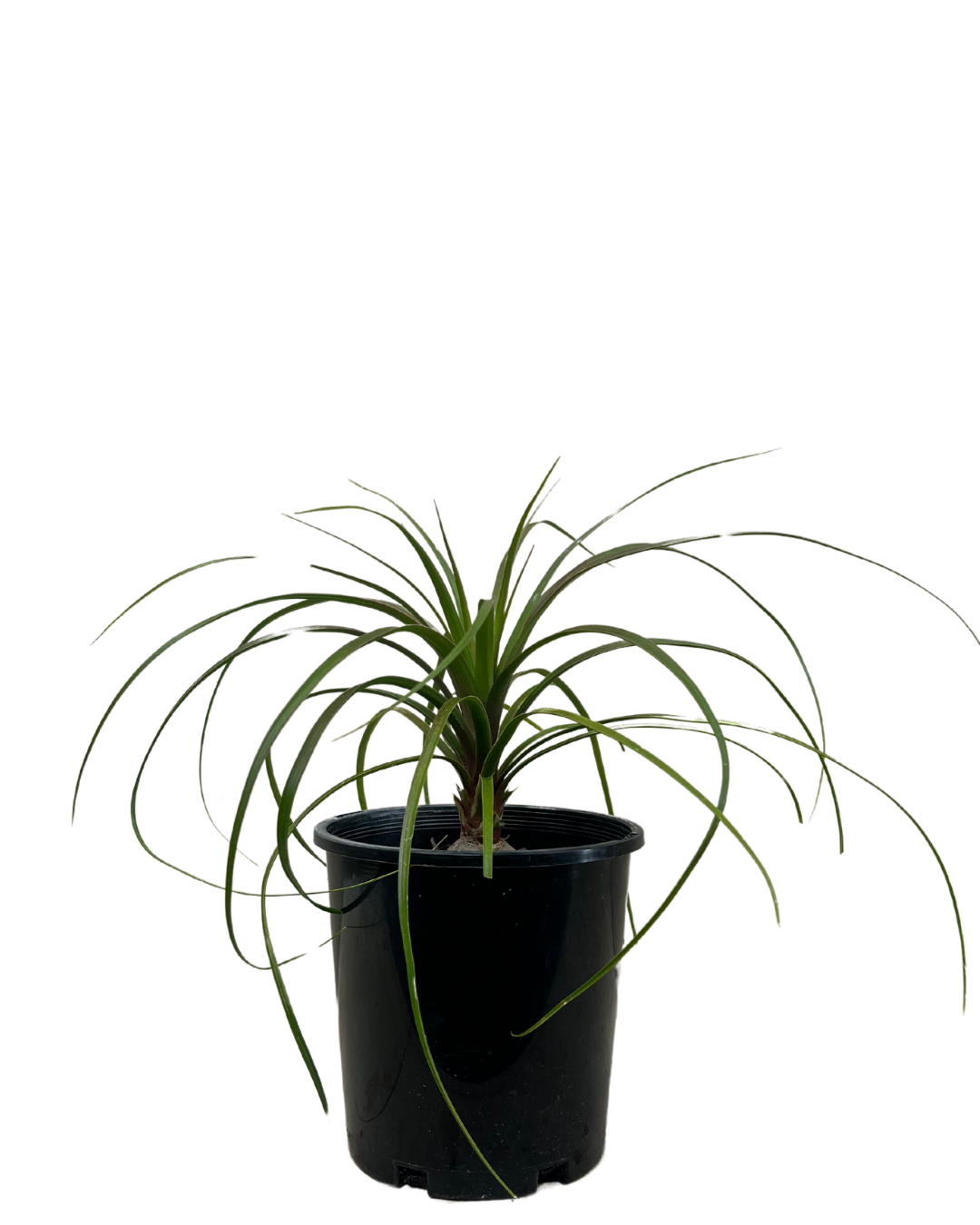 Ponytail Palm - Beaucarnea Recurvata
