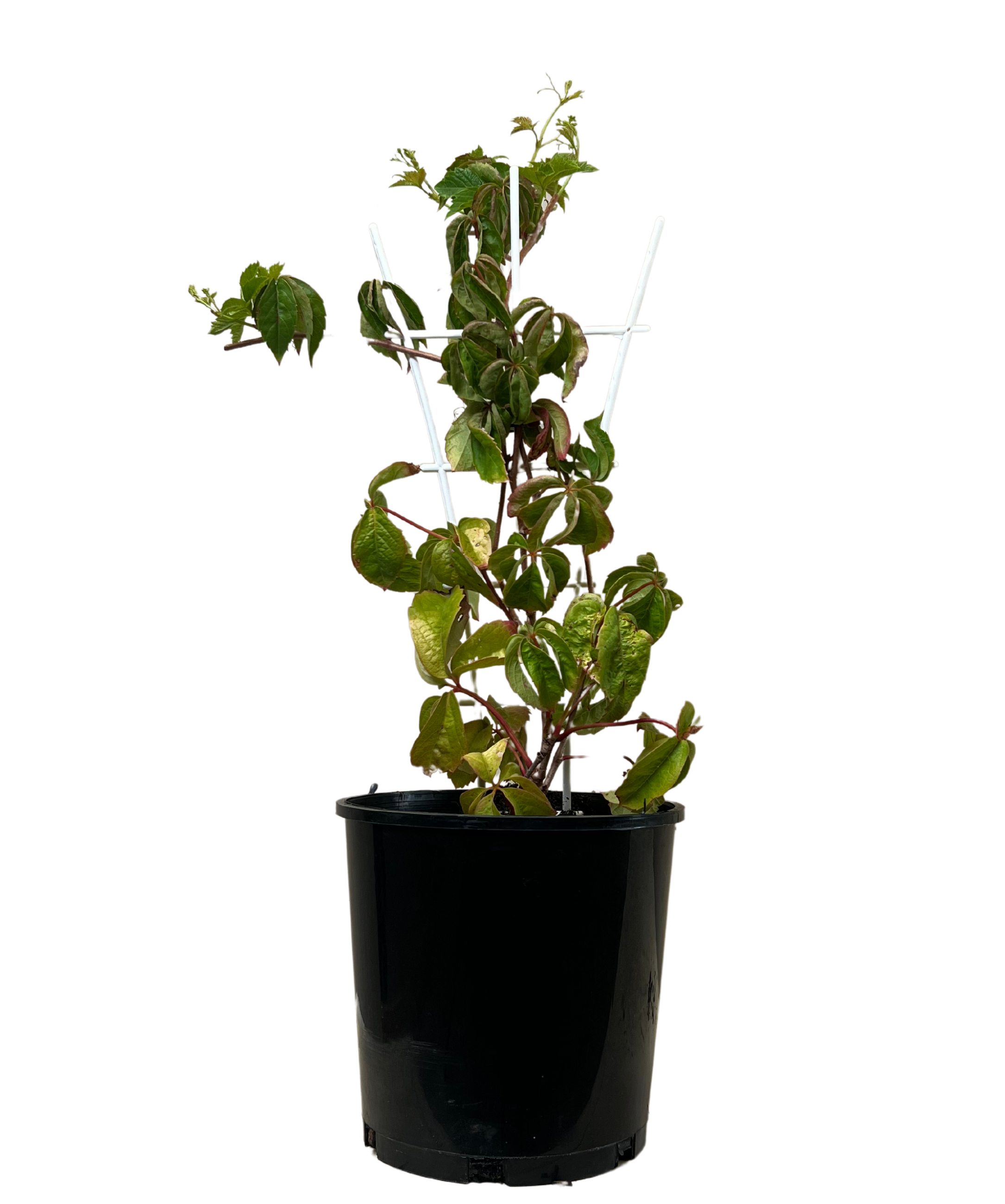 Virginia Creeper - Parthenocissus Quinquefolia