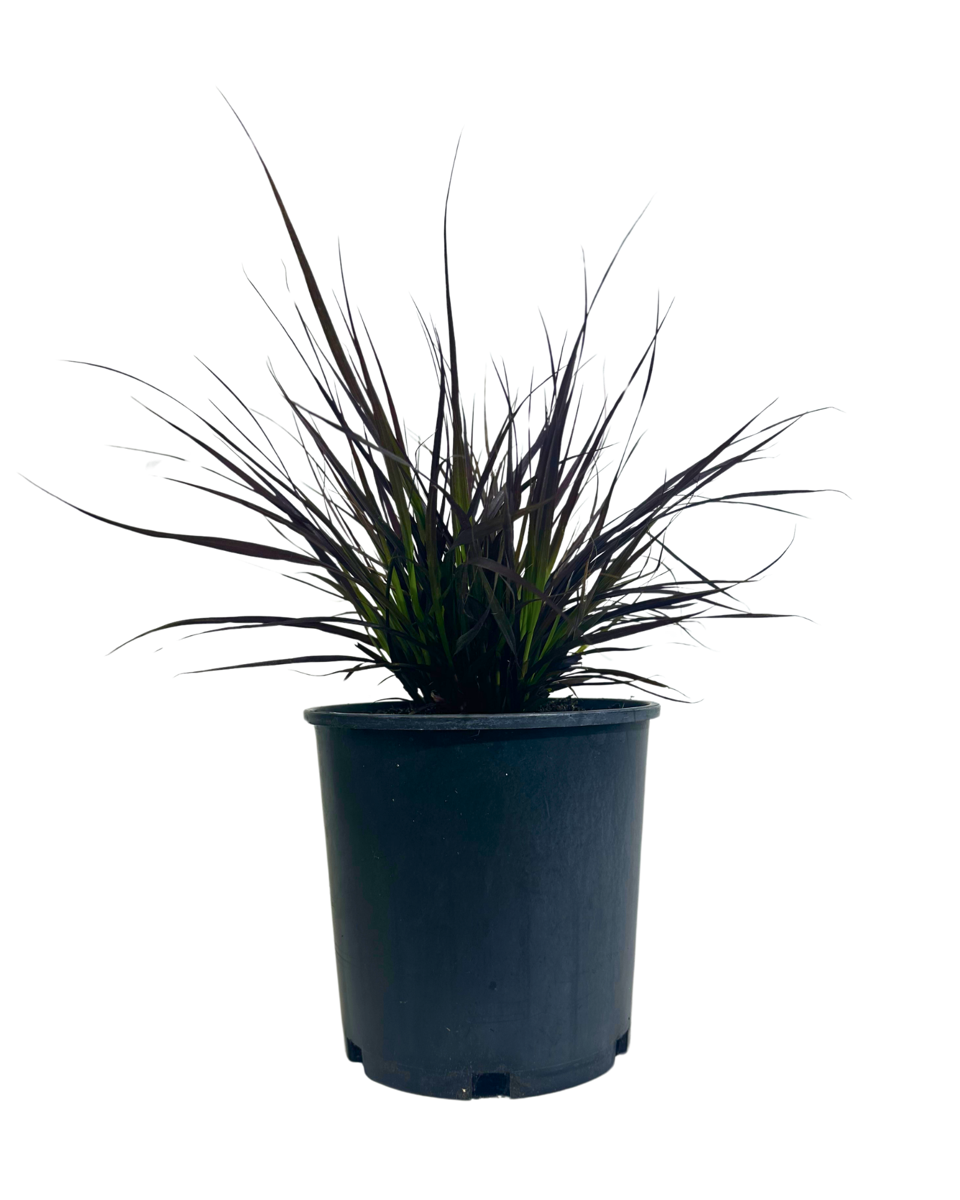 Pennisetum Purple Fountain Grass