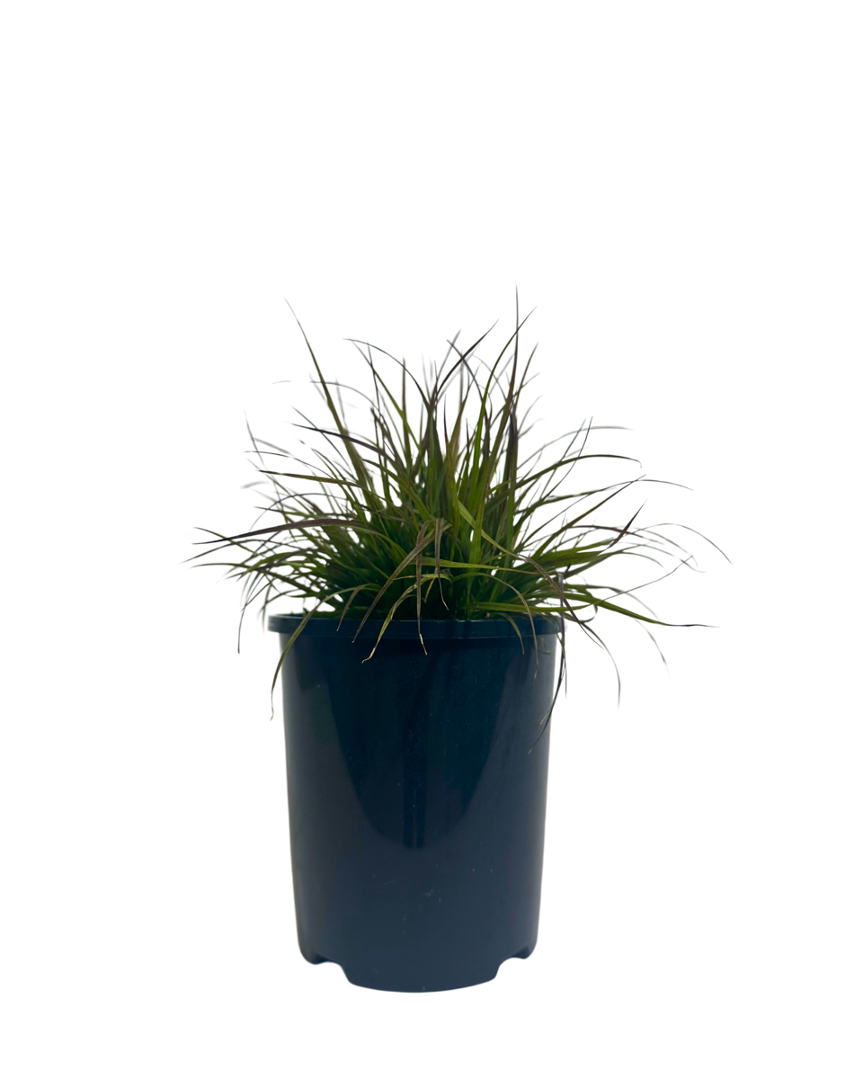 Pennisetum Purple Petite