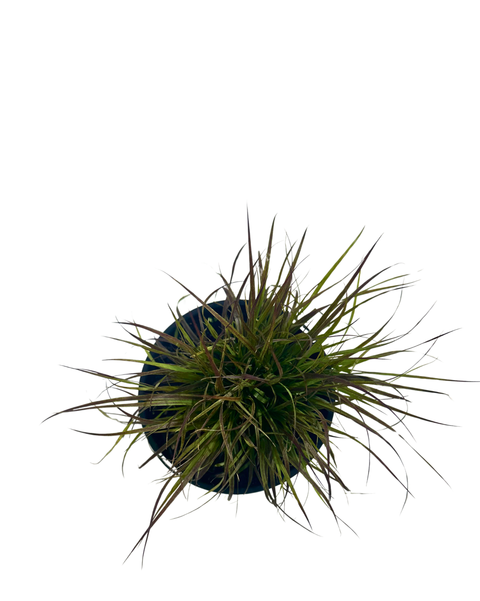 Pennisetum Purple Petite